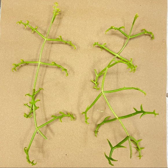 Other - UNROOTED Cuttings RARE Kalanchoe Schizophylla Two Cuttings